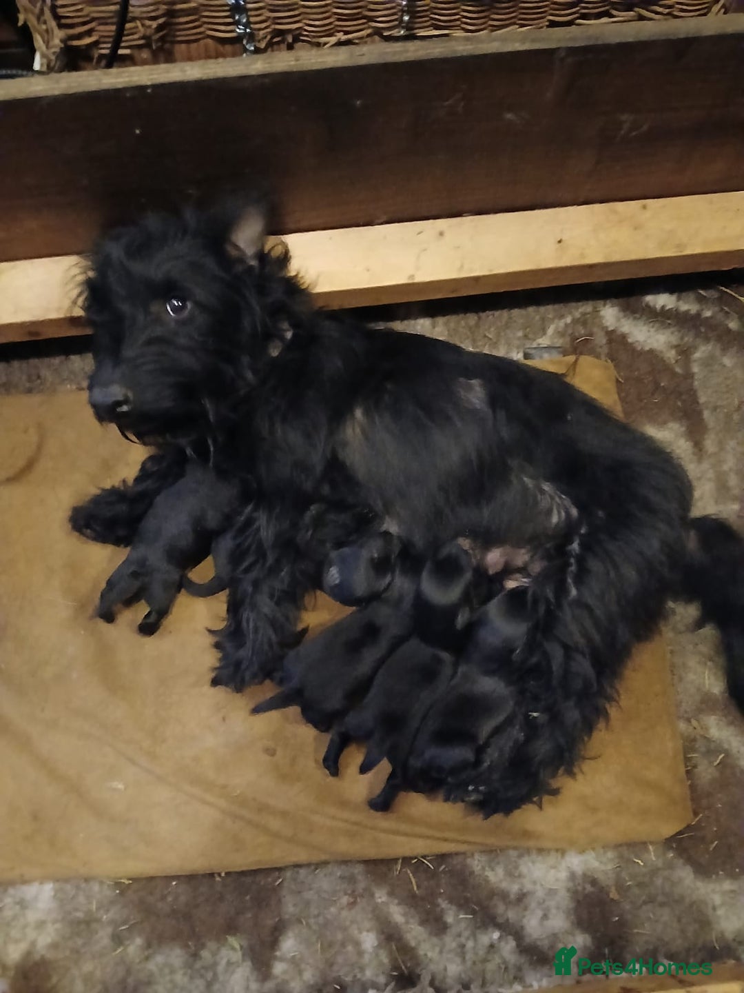 Scottish Terrier dogs for sale: Kc registered scottish terrier pups  - Image 17