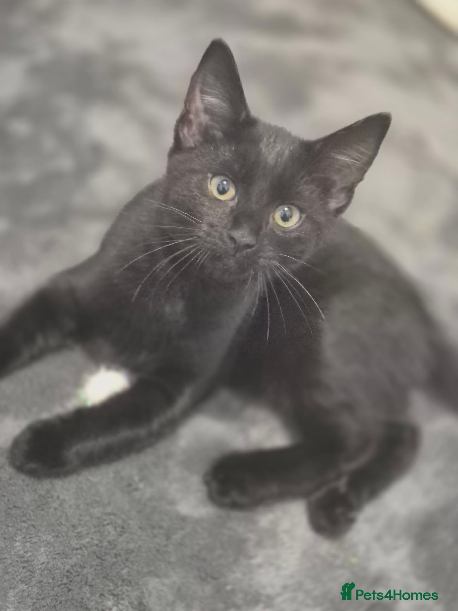 Mixed Breed cats 14 week old kittens - Advert 2