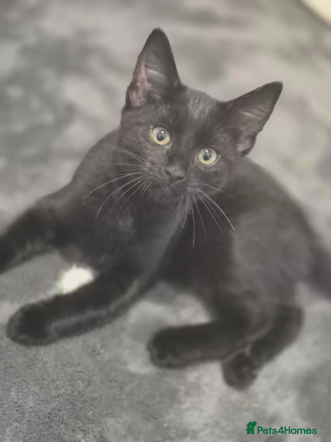 Mixed Breed cats for sale: 14 week old kittens in Harlow - Advert 1