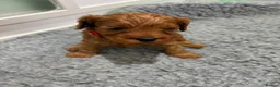 Cavapoochon dogs for sale: Cavapoochon puppies health tested parents  - Advert 9