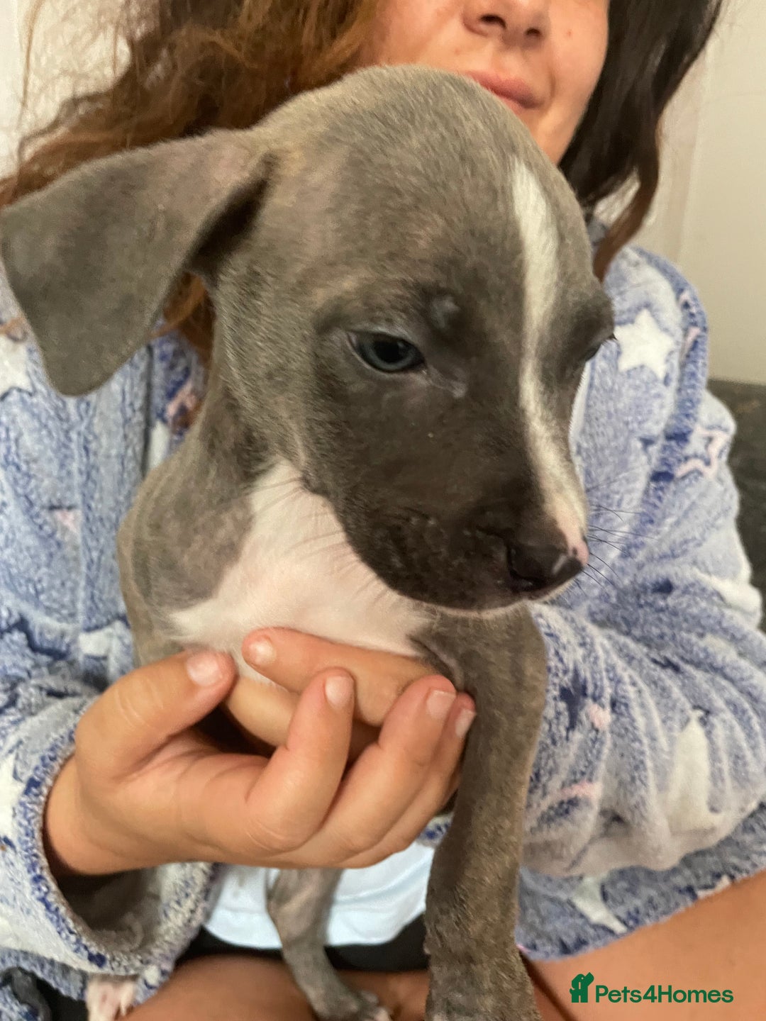 Mixed Breed dogs for sale: Presa canairo x American bulldog  - Image 8