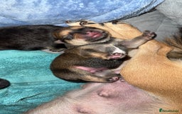 Chug dogs for sale: Beautiful chugs - Image 8