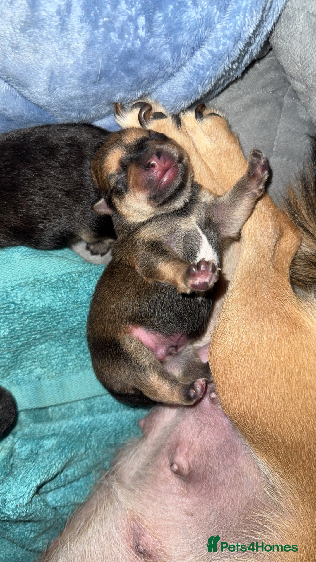 Chug dogs for sale: Beautiful chugs - Image 8