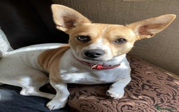 Mixed Breed dogs for sale: Jack Chi puppies - unique merle  - Image 10