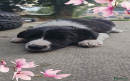 Sprollie dogs for sale: 12 week old sprollie pup  - Image 6