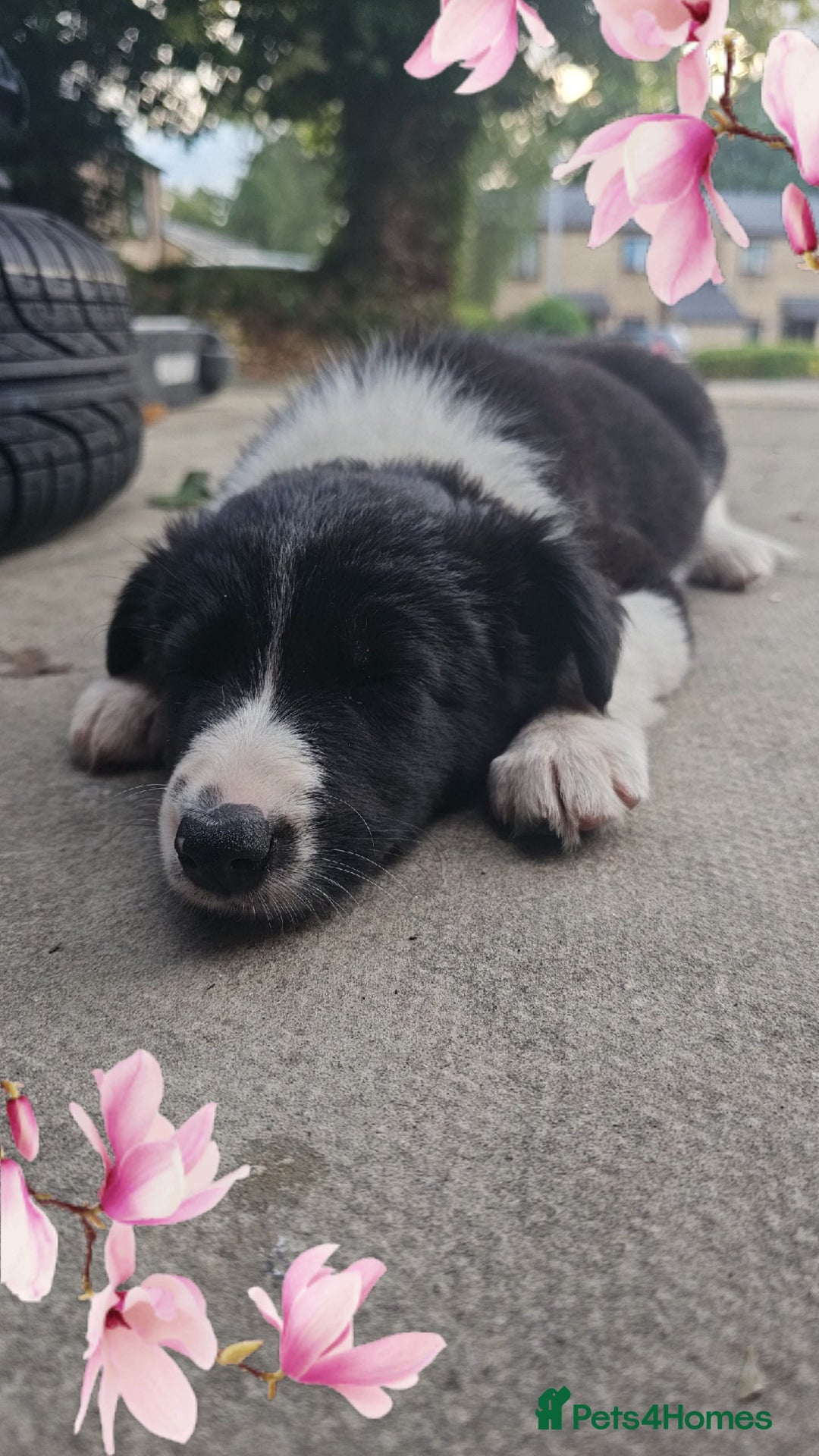 Sprollie dogs for sale: 12 week old sprollie pup  - Image 6
