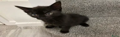 Mixed Breed 1