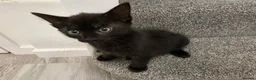 Mixed Breed cats for sale: Black boys - Advert 2