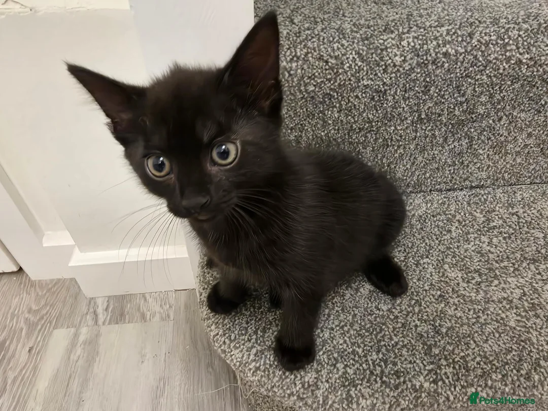 Mixed Breed cats for sale: Black boys - Advert 2