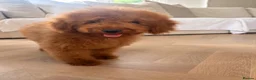 Cockapoo dogs for sale: LICENSED BREEDER QUALITY HEALTH TESTED COCKAPOOS - Advert 16