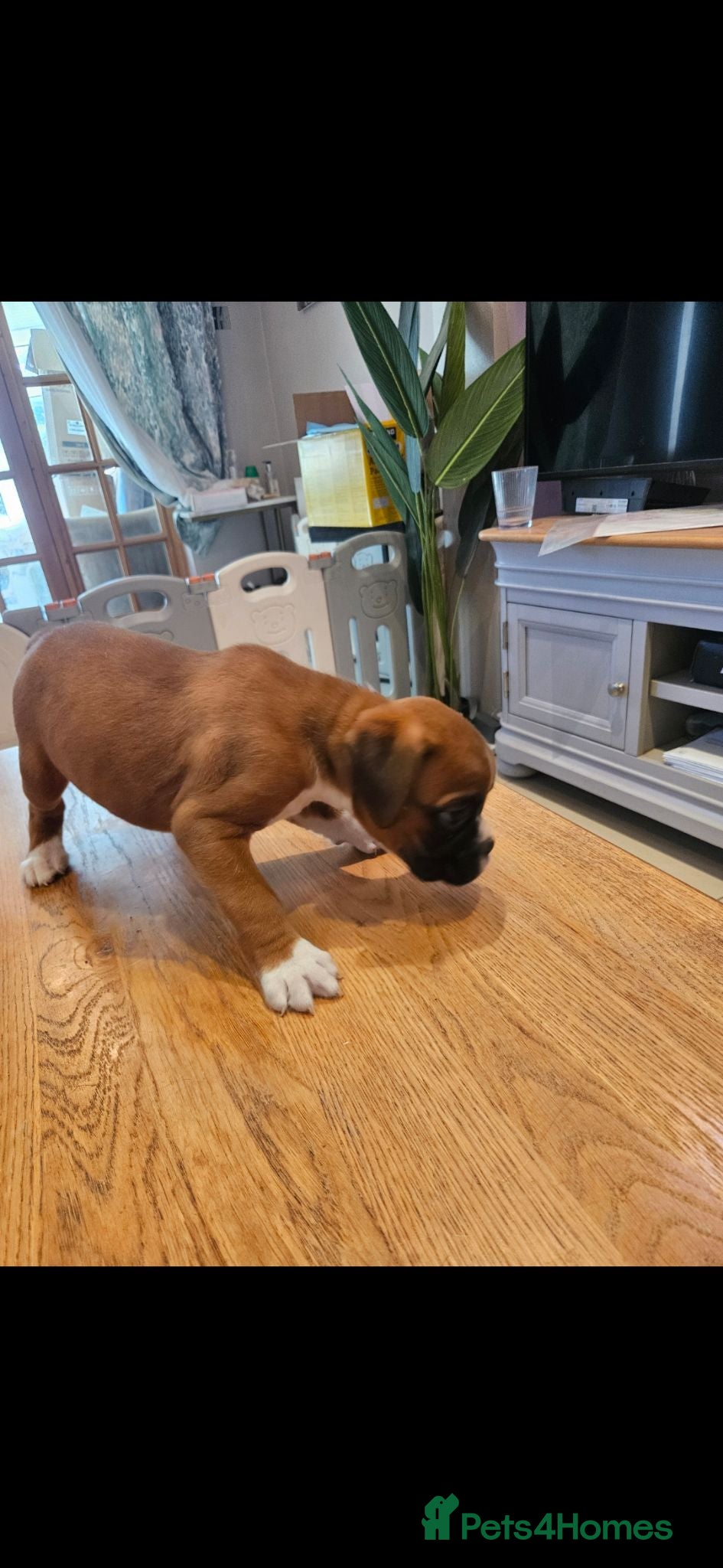 Boxer dogs Beutiful litter of boxer puppies  - Advert 1
