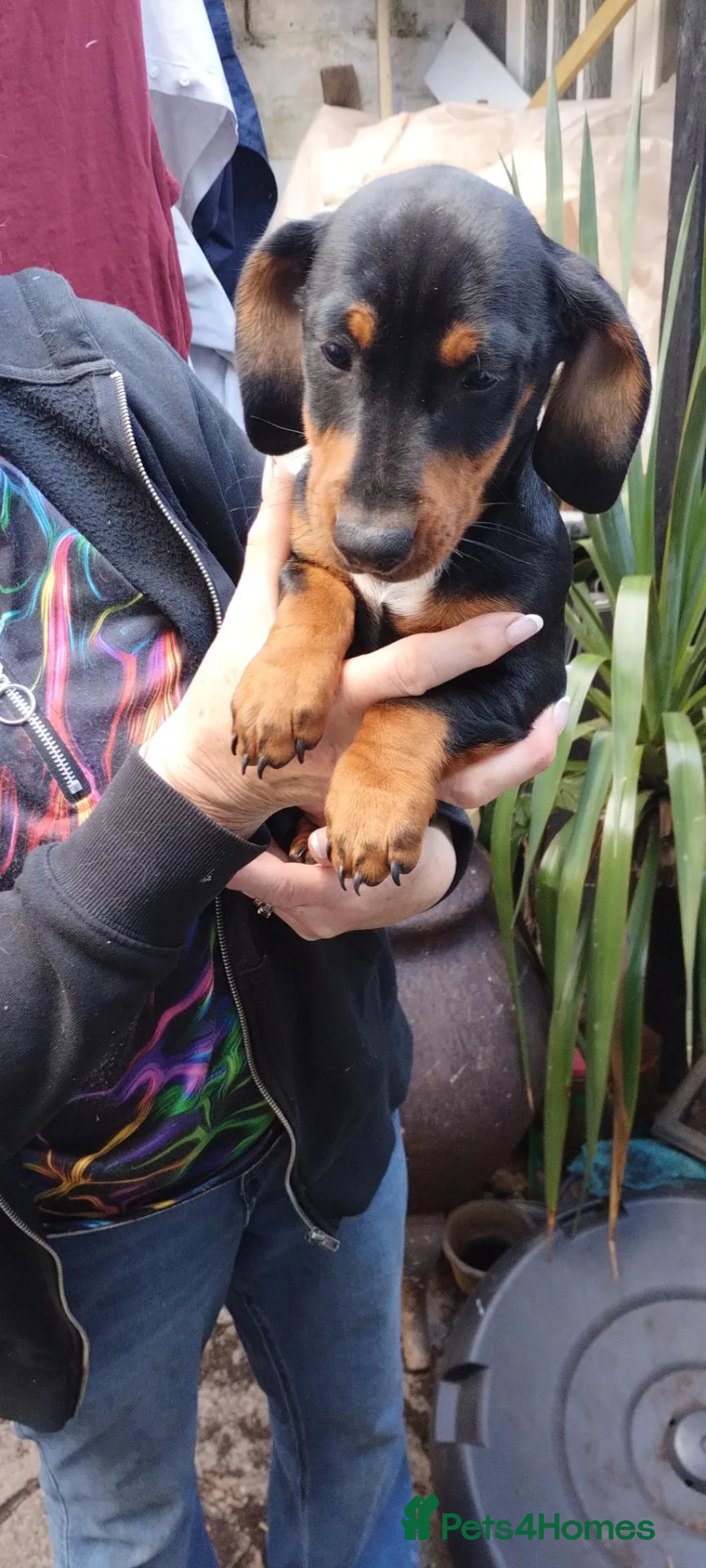 Dachshund dogs for sale: Dachsund male puppy for sale. in Crediton - Advert 2