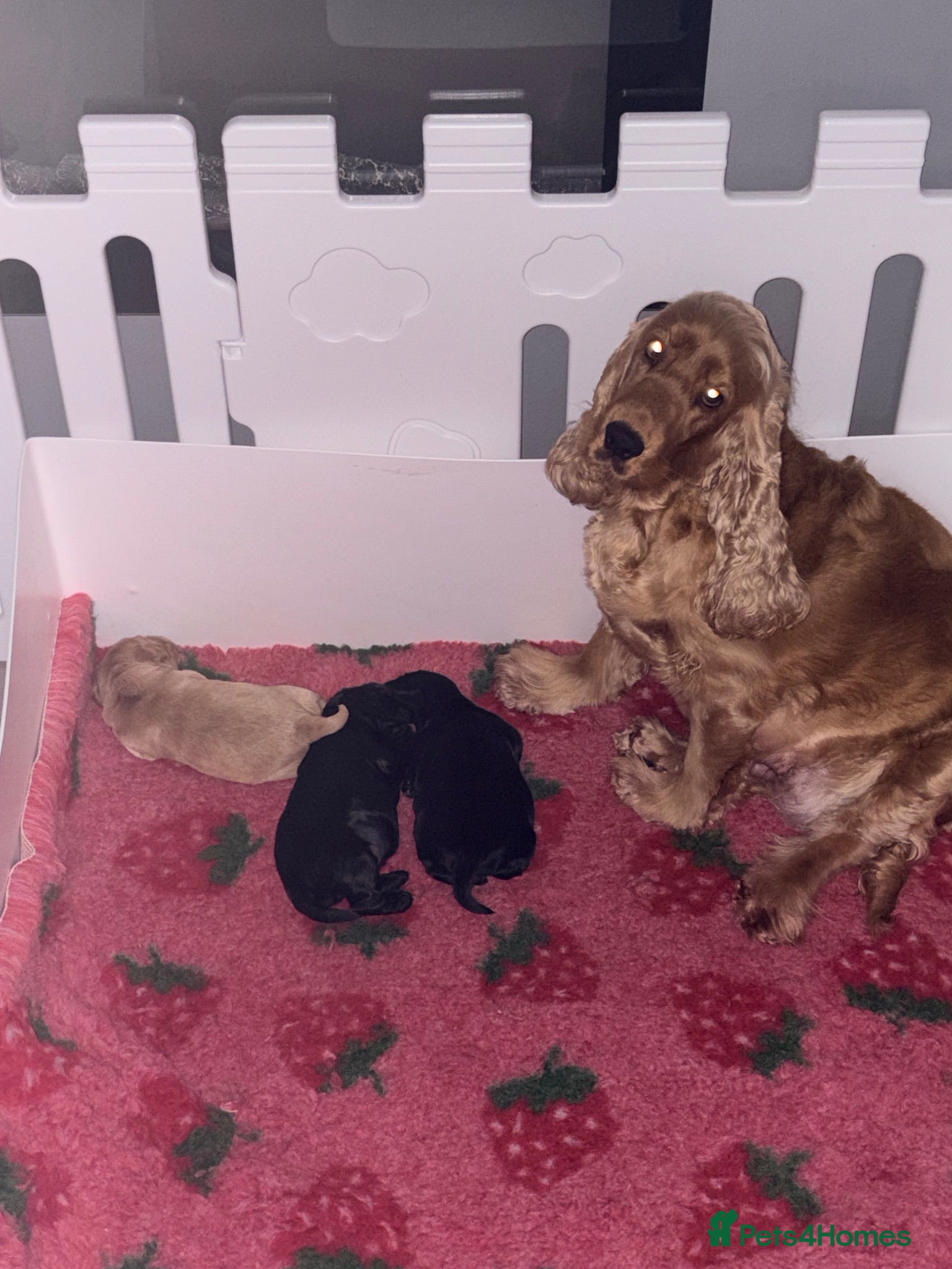 Cocker Spaniel dogs Beautiful Black Male Show Cocker Pup  - Advert 2