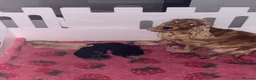 Cocker Spaniel dogs for sale: Beautiful Black Male Show Cocker Pup  - Advert 2