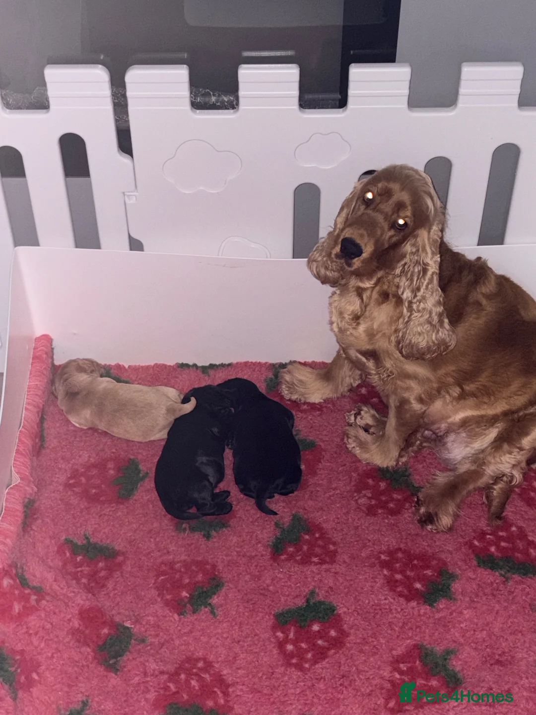 Cocker Spaniel dogs for sale: Beautiful Black Male Show Cocker Pup  - Advert 2