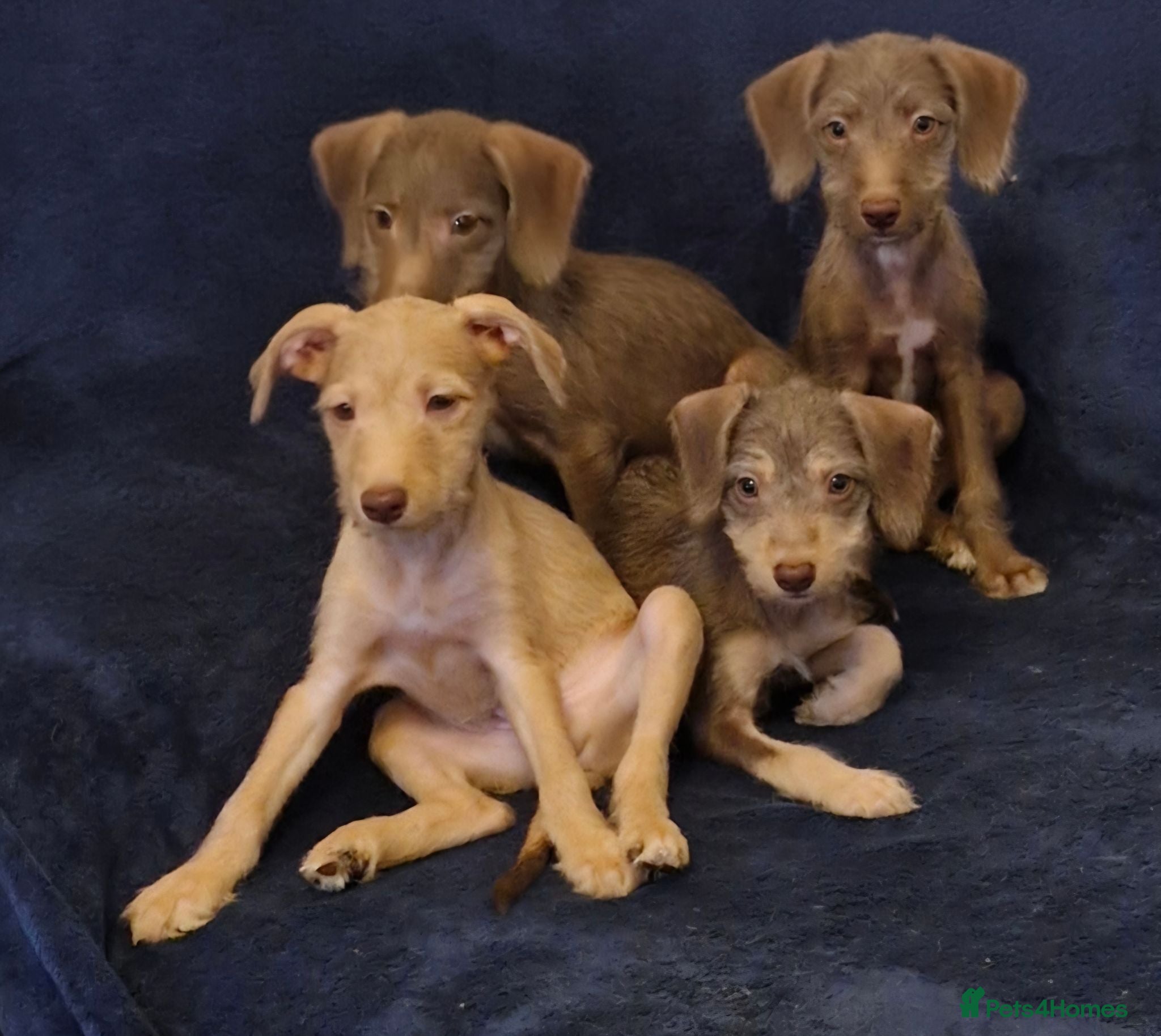 Mixed Breed dogs Bubbly Brown Igglingtons Ready 4 Snuggles - Advert 1