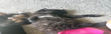 British Longhair 2