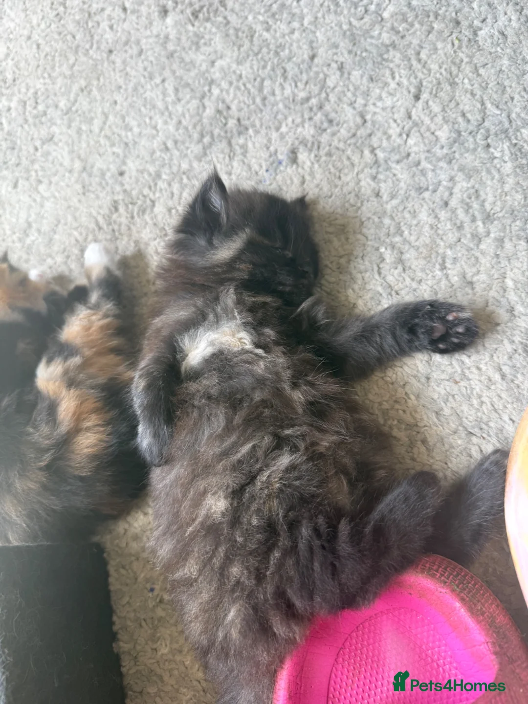 British Longhair cats for sale: 2 Beautiful Long Hair Girls - Advert 10