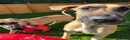 Great Dane dogs for sale: 2 x Adult Great Dane Females - Advert 6