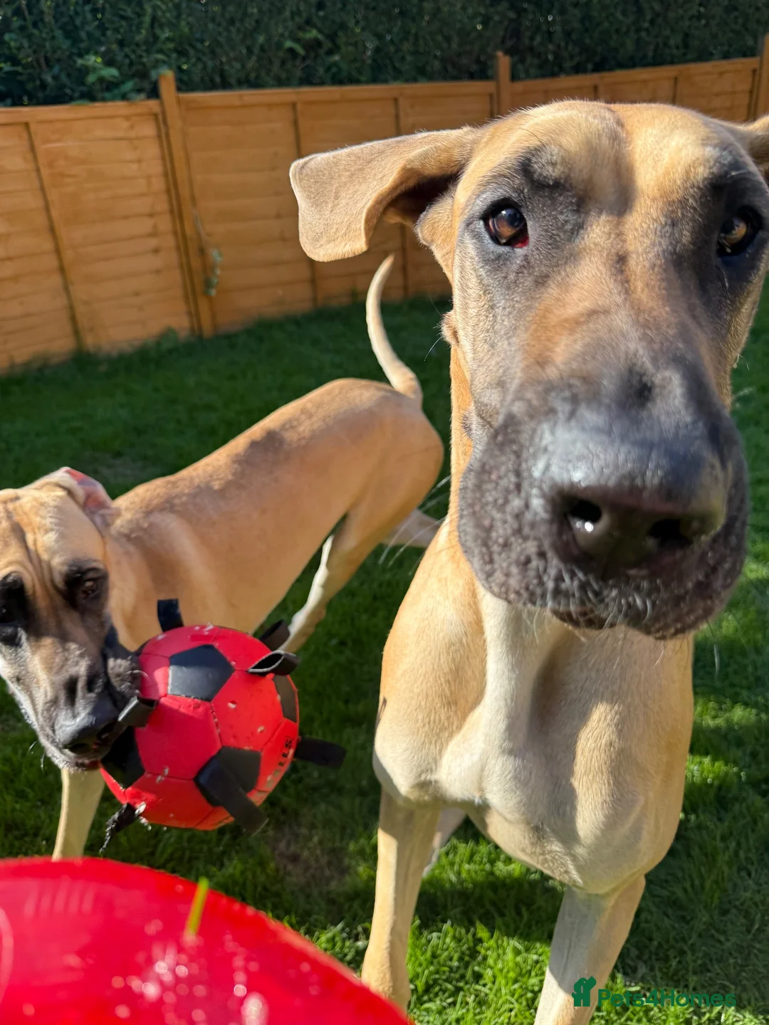Great Dane dogs for sale: 2 x Adult Great Dane Females - Advert 6