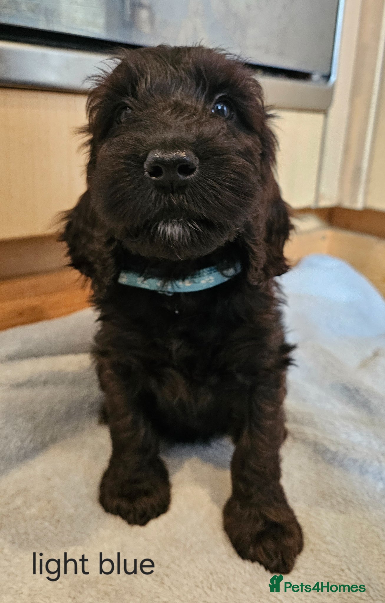 Cockapoo dogs 2 LAST BOYS AVAILABLE  F1 cockapoo puppies  - Advert 3