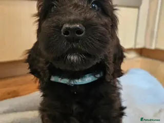 Cockapoo dogs 2 LAST BOYS AVAILABLE F1 cockapoo puppies - Advert 1