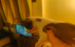 Whippet dogs for sale: Whippet pups  - Image 8