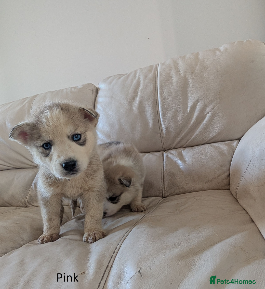 Siberian Husky dogs for sale: 5 Syberrian Husky puppies - Image 25