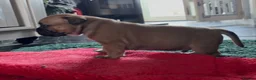 Staffordshire Bull Terrier dogs for sale: 6 red boys  - Advert 11