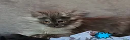 Maine Coon cats for sale: Pets or Breeding Maine Coon kittens in Manchester - Advert 20