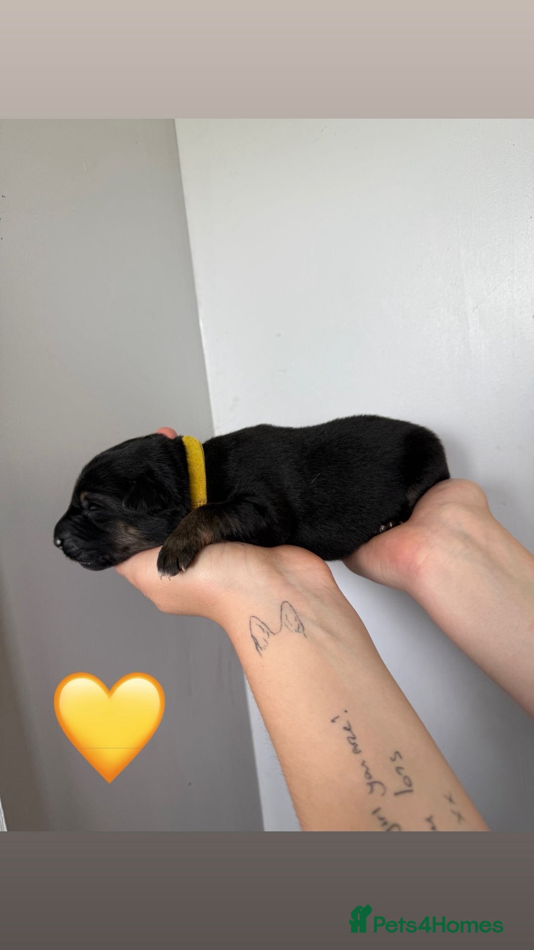 German Shepherd dogs for sale: Stunning German Shepherd/Utonagan Puppies  - Image 21