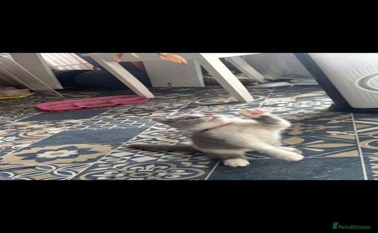 British Shorthair cats - Advert 4