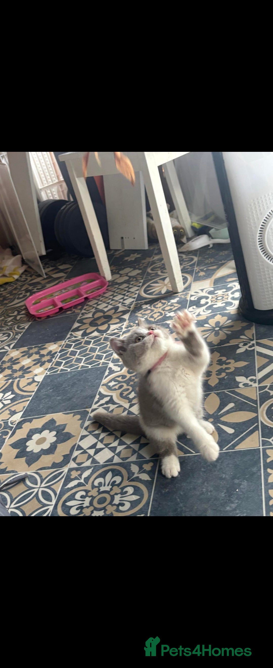 British Shorthair cats for sale: Bsh reading now 1 girl - Image 1