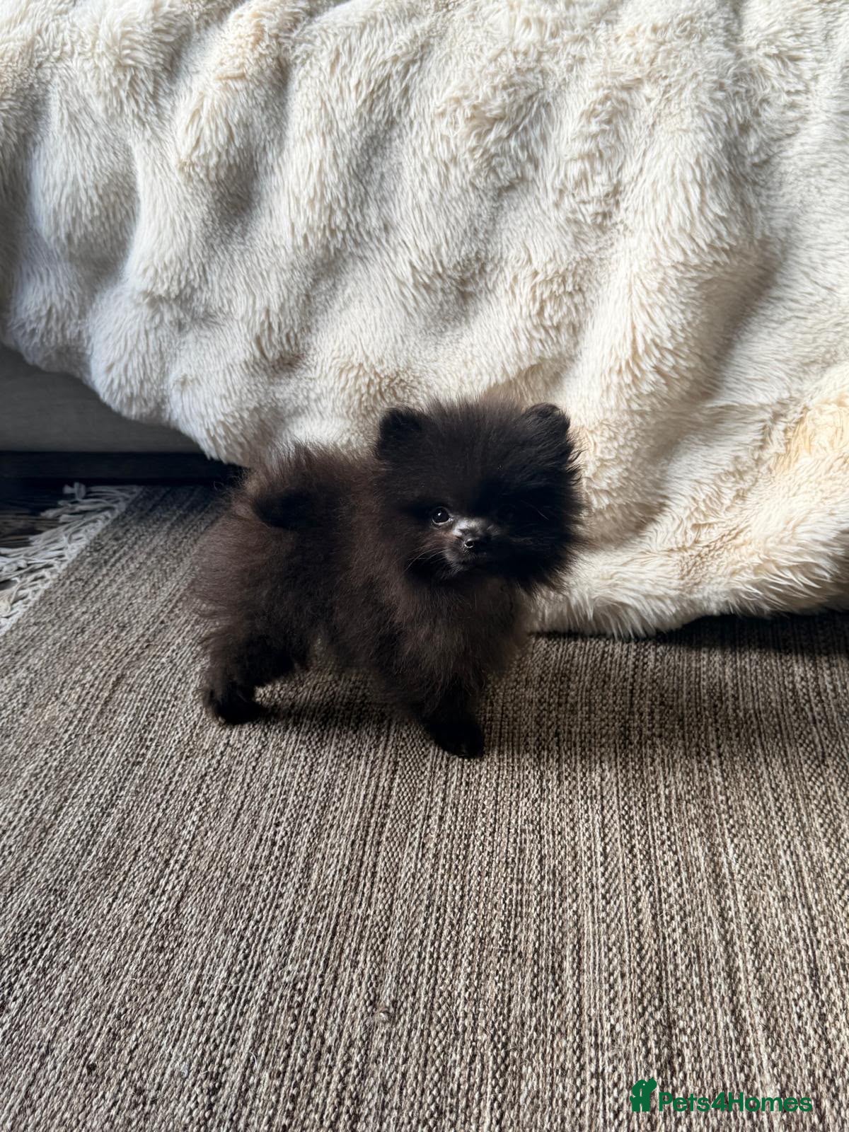 Pomeranian dogs Champion bloodlines Pomeranian  - Advert 2