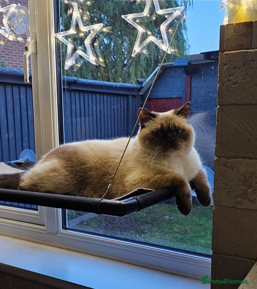 British Shorthair cats for sale: GCCF reg. BSH Colourpoint female 🌸 - Advert 6