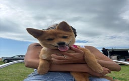Mixed Breed dogs for sale: Beautiful 7 month old Pomshi hybrid  - Image 3
