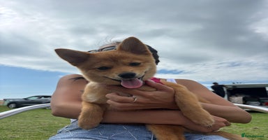 Mixed Breed dogs - Advert 3