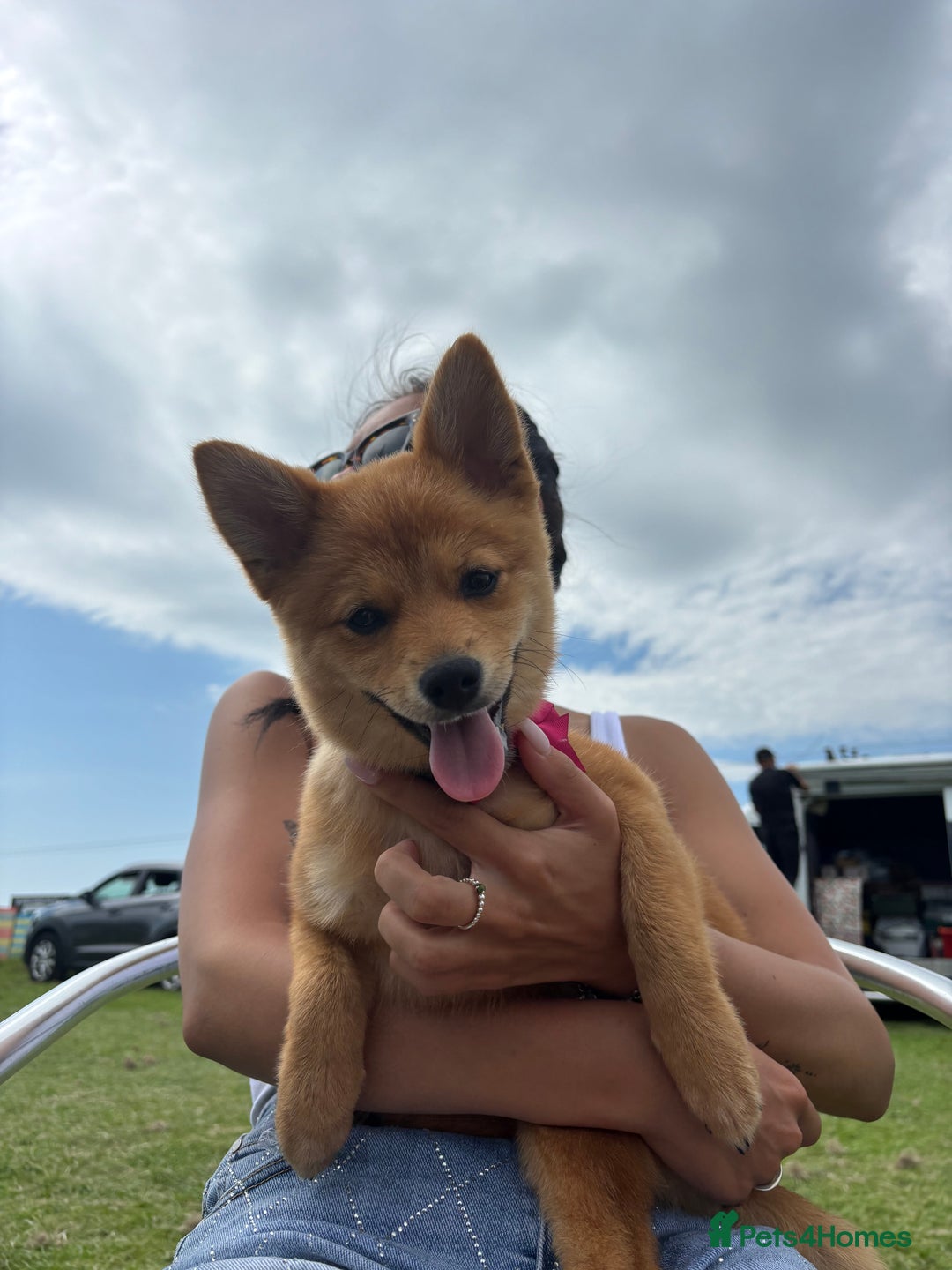 Mixed Breed dogs for sale: Beautiful 7 month old Pomshi hybrid  - Image 3