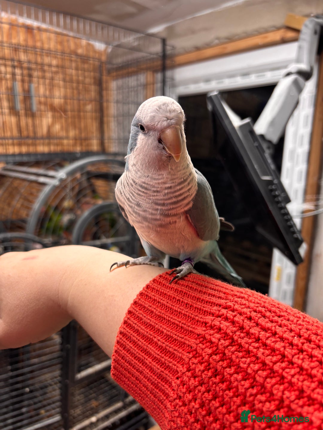 Parrots birds for sale: Pair of Quaker parrots  - Advert 5