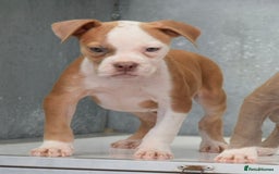 Old Tyme Bulldog dogs for sale: 5⭐️STAR RATED LICENSED🛑🛑READY TO LEAVE NOW, - Image 2