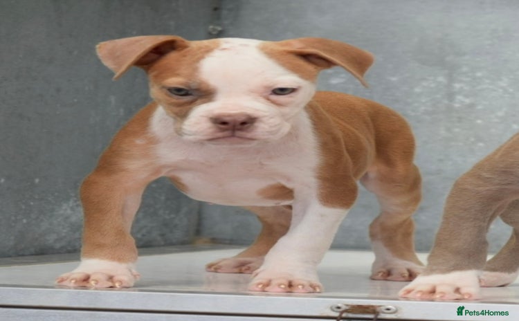 Old Tyme Bulldog dogs - Advert 1