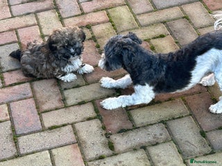 Havanese dogs Three beautiful Havanese - Advert 2