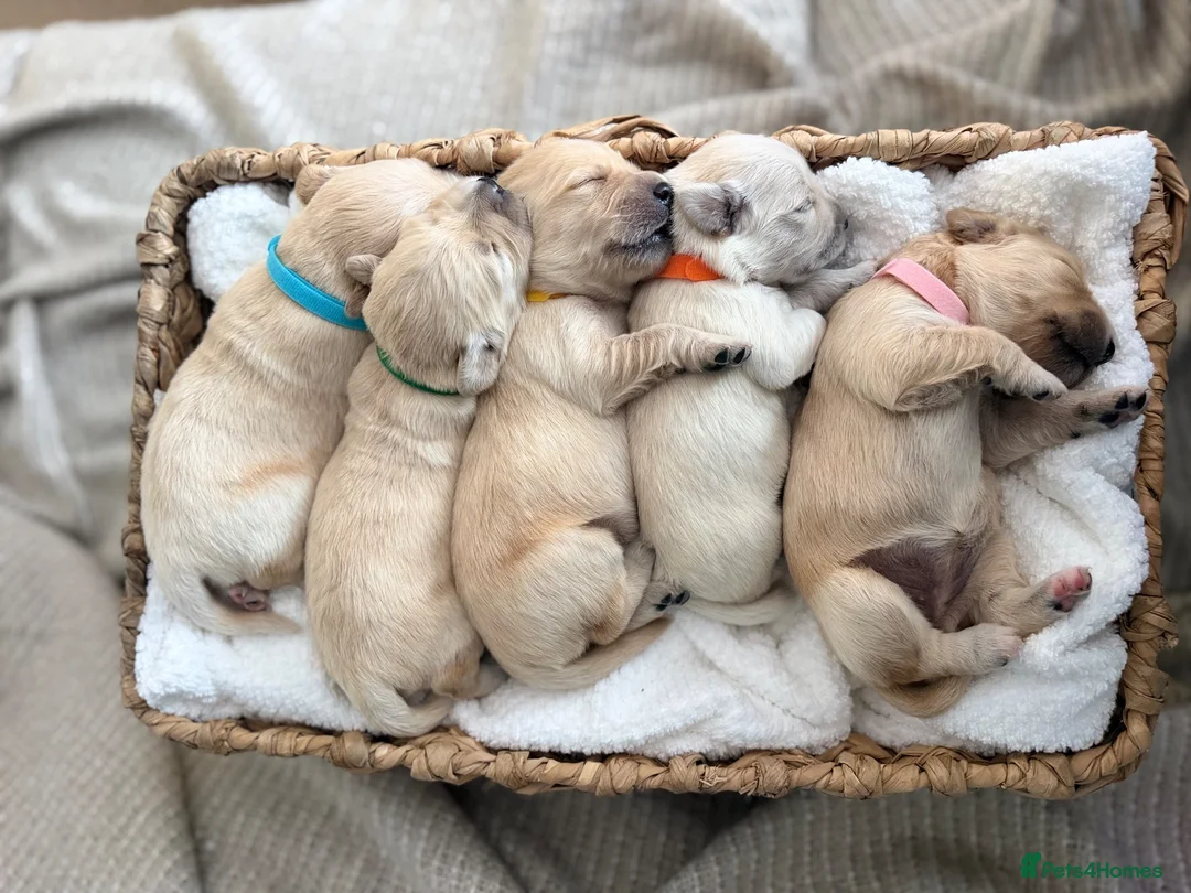Golden Retriever dogs for sale: Golden Retriever Puppies  - Advert 1