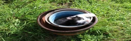 Mixed Breed cats for sale: Short haird farm kittens - Advert 10