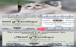 Ragdoll cats for sale: 🌸Stunning TICA🏆Kittens | Award winning cattery🌸 in Slough - Image 6