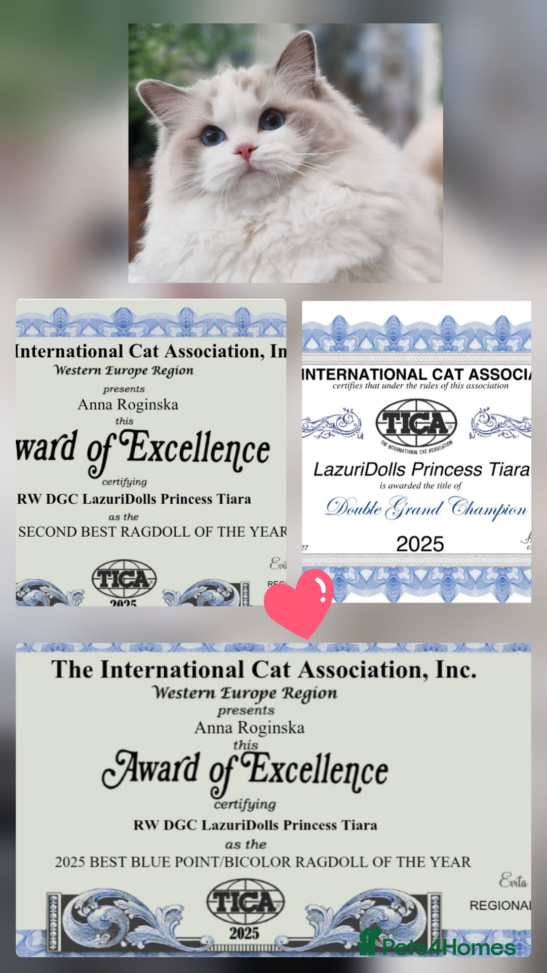 Ragdoll cats for sale: 🌸Stunning TICA🏆Kittens | Award winning cattery🌸 in Slough - Image 6