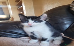 Turkish Angora cats for sale: Pure Turkish Angora - Image 4