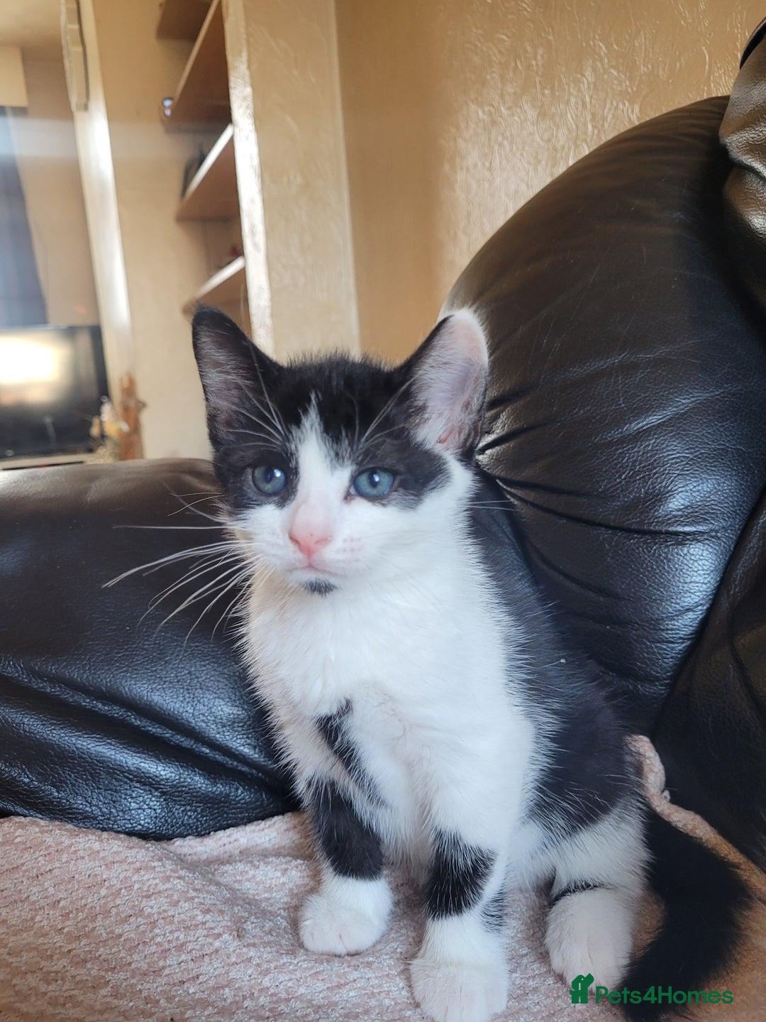 Turkish Angora cats for sale: Pure Turkish Angora - Image 4