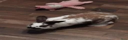 Mixed Breed rabbits for sale: Two bunnies and setup  - Advert 5