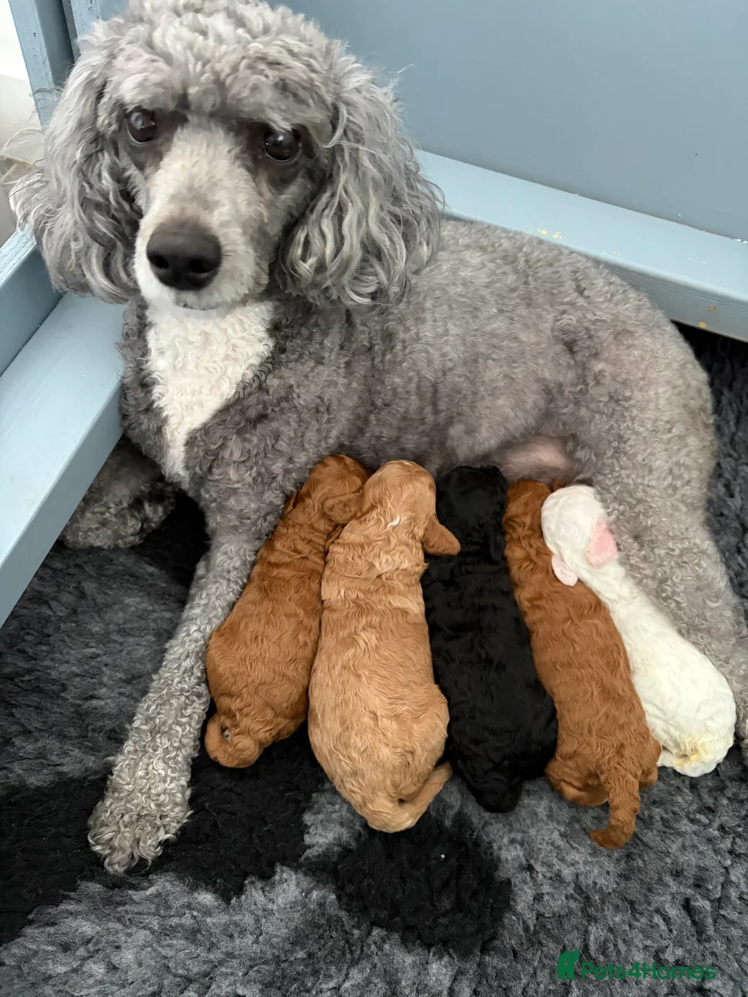 Cavapoochon dogs for sale: 🐾CAVAPOOCHON PUPPIES🐾 - Advert 2